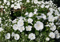 Dwarf White Rose Mallow Seeds – Annual Garden Flower Planting – Hibiscus moscheutos – Fresh Stock