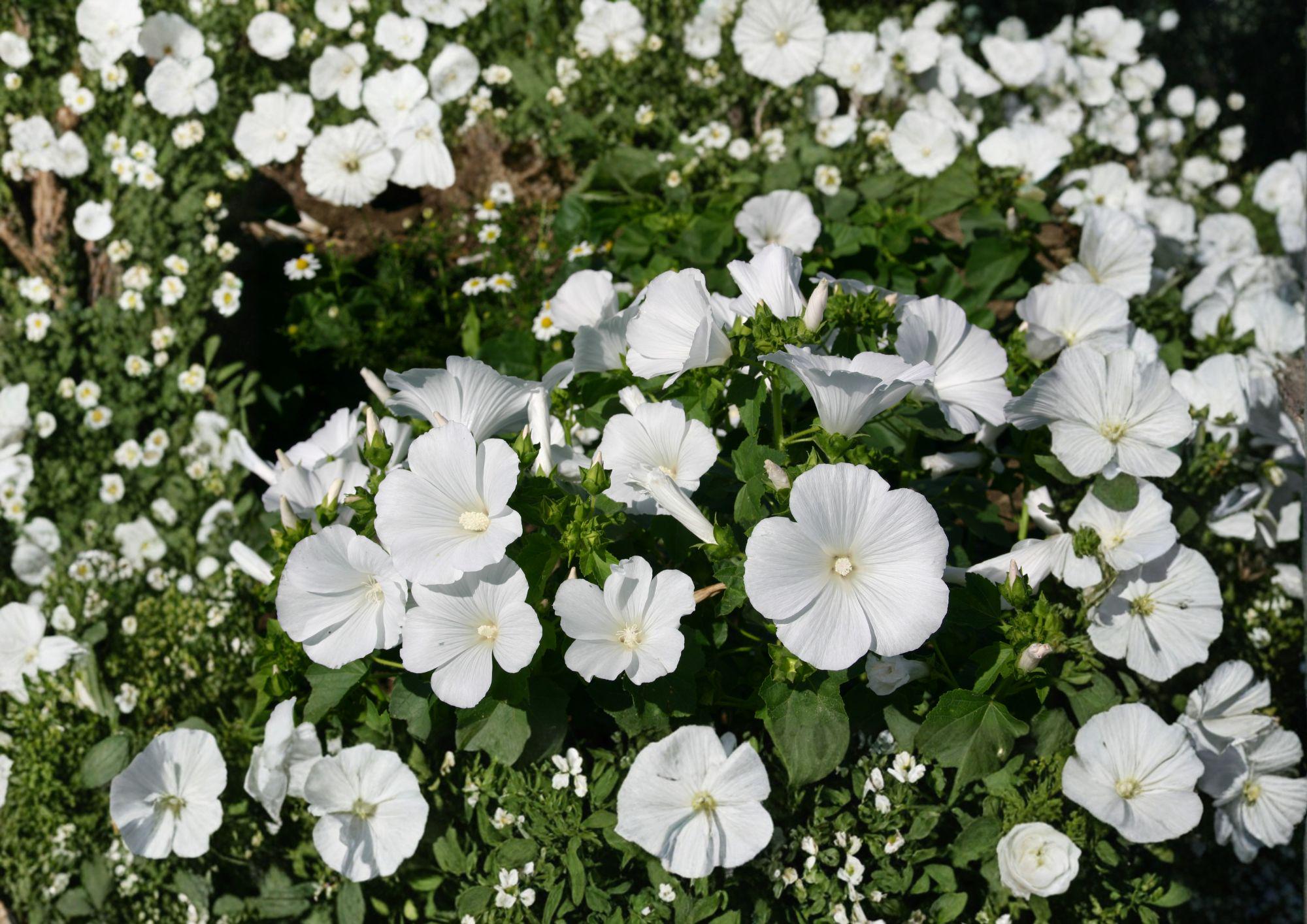 Dwarf White Rose Mallow Seeds – Annual Garden Flower Planting – Hibiscus moscheutos – Fresh Stock