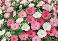 Dwarf Rose Mallow Seeds – Mixed Color Annual Flower Seeds for Summer Garden - Fast Shipping