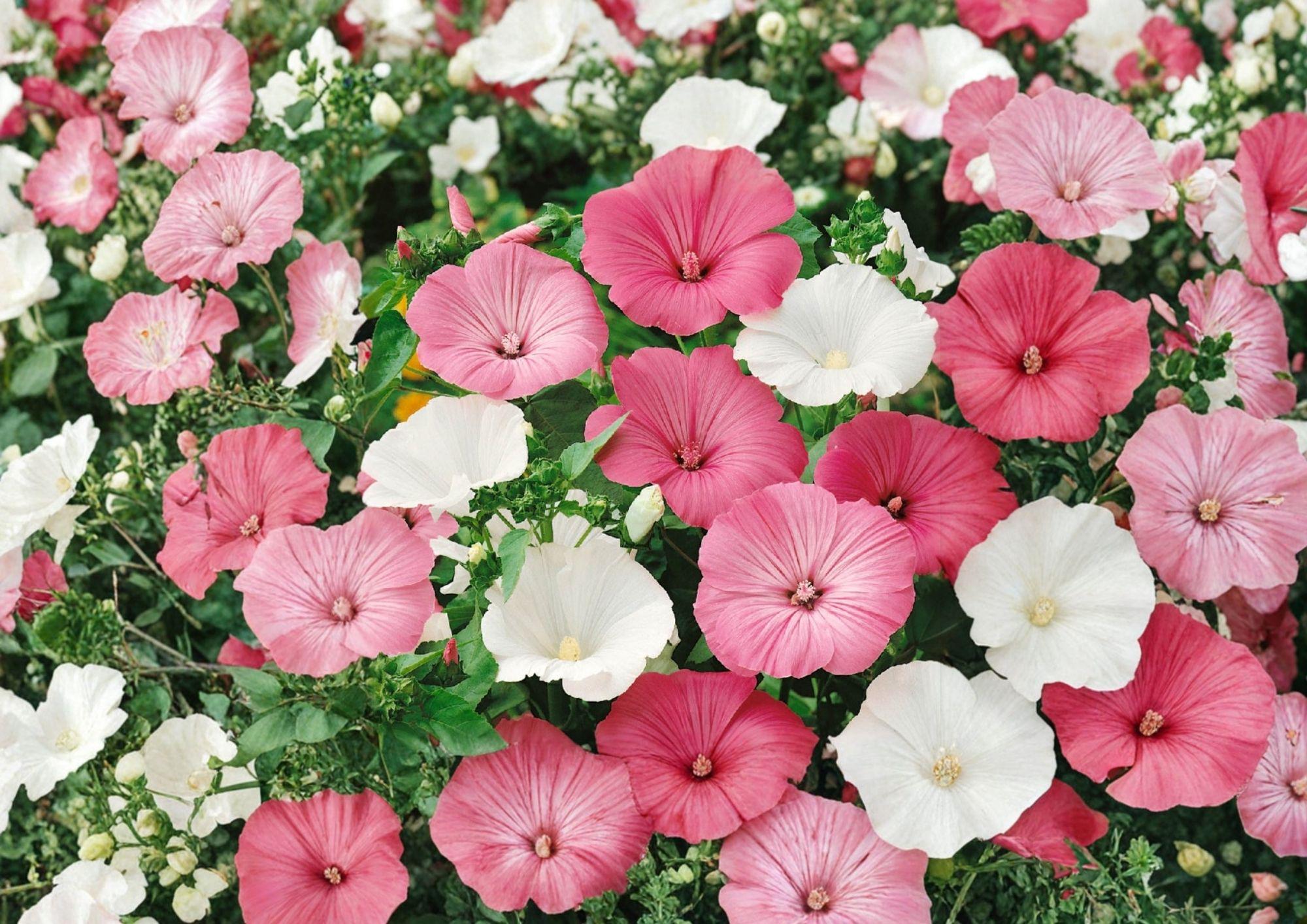 Dwarf Rose Mallow Seeds – Mixed Color Annual Flower Seeds for Summer Garden - Fast Shipping