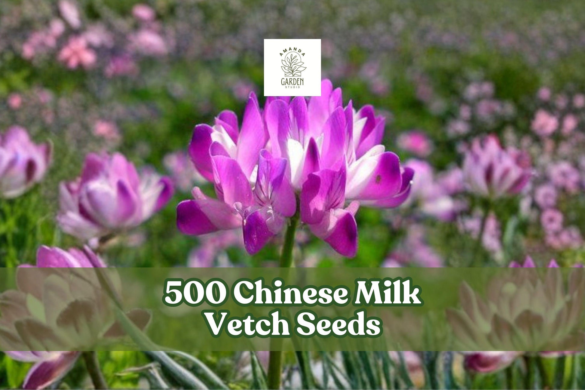 500 Chinese Milk Vetch Seeds – Astragalus sinicus Cover Crop, Pink Flowers, Annual Legume for Garden and Field Planting