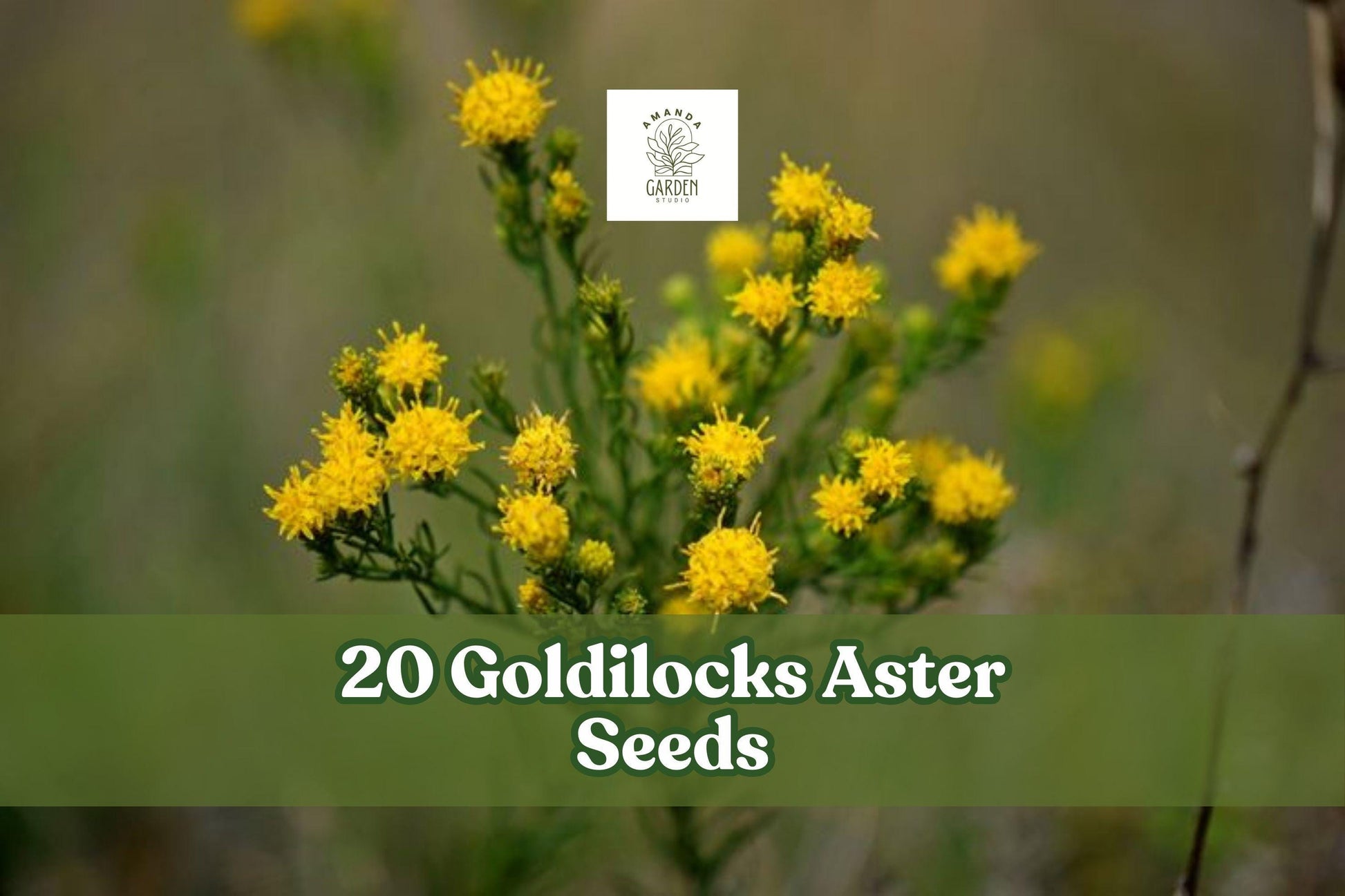 20 Goldilocks Aster Seeds – Galatella linosyris Perennial Wildflower with Yellow Star-Shaped Flowers for Borders & Meadow Gardens