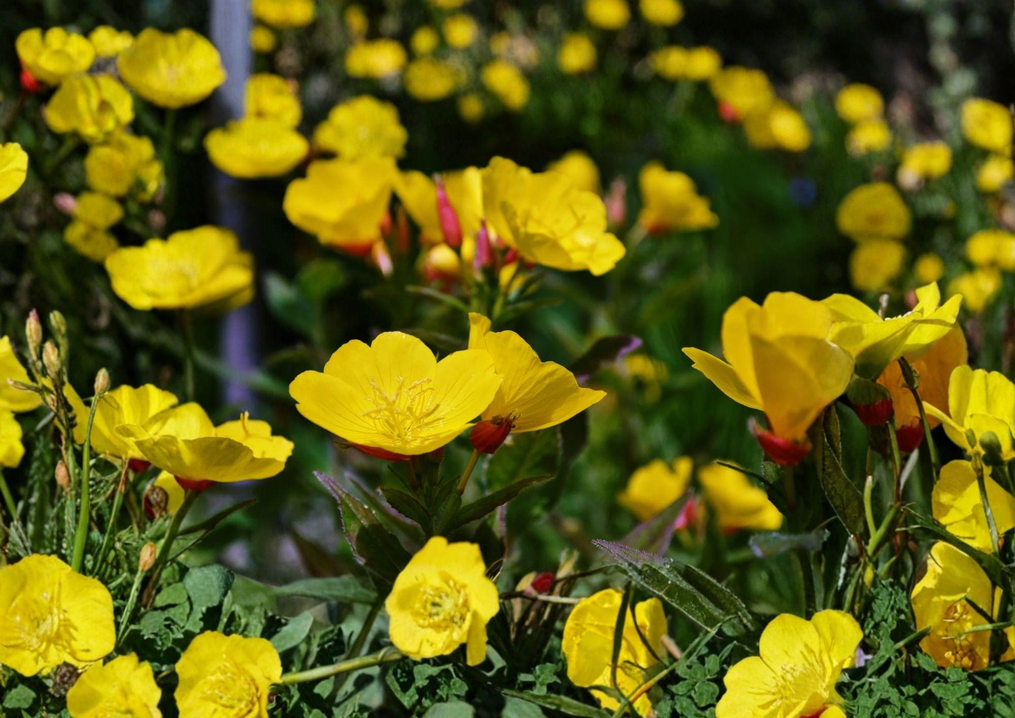 Evening Primrose Seeds – 200 Bright Yellow Night Blooming Flower Seeds – Non-GMO Oenothera Lamarckiana