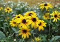 Black Eyed Susan Seeds – 400 Bright Yellow Native Wildflower Seeds for Meadow Garden – Fast Growing Rudbeckia hirta