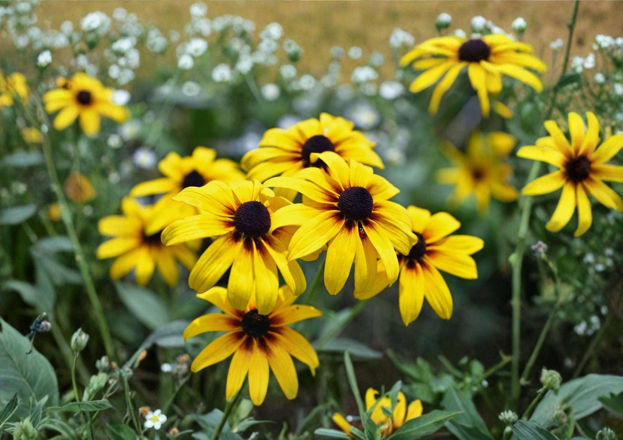 Black Eyed Susan Seeds – 400 Bright Yellow Native Wildflower Seeds for Meadow Garden – Fast Growing Rudbeckia hirta