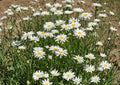 Shasta Daisy Flower Seeds – White Perennial Garden Blooms for Borders, 100 Seeds, Easy to Grow, Leucanthemum x superbum