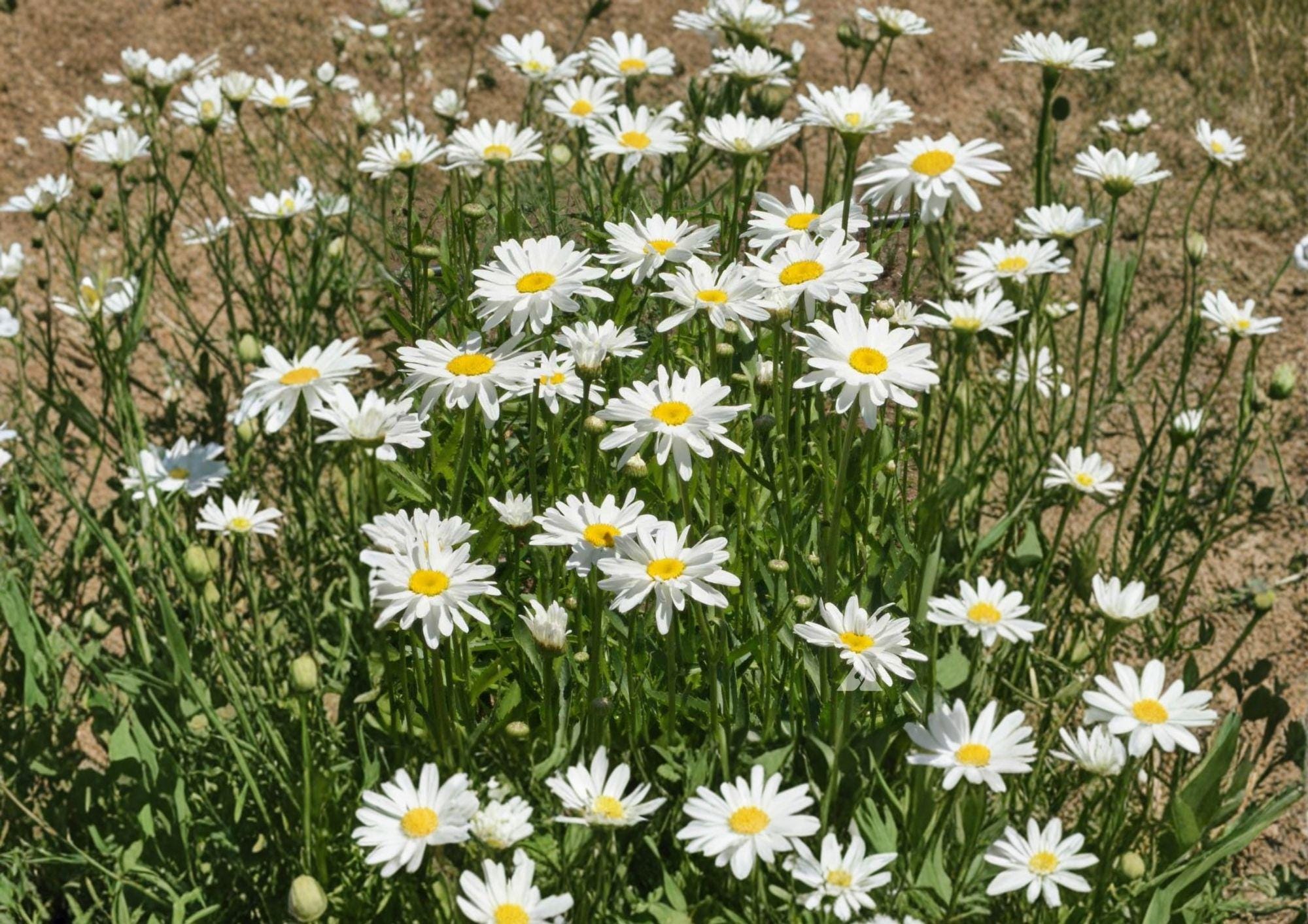 Shasta Daisy Flower Seeds – White Perennial Garden Blooms for Borders, 100 Seeds, Easy to Grow, Leucanthemum x superbum
