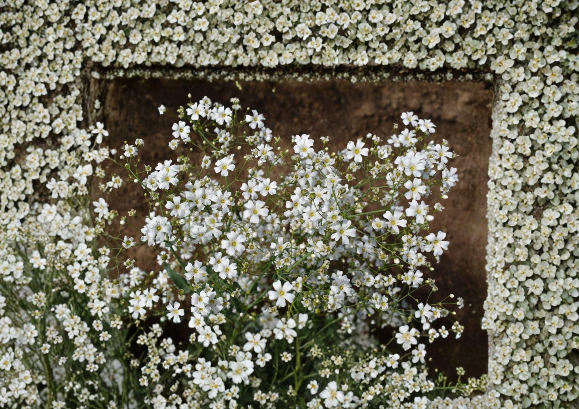 Baby's Breath Seeds – White Annual Flower for Bouquets and Gardens – Covent Garden Variety, Fast Growing Gypsophila paniculata