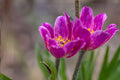 Windflower Seeds 100 Anemone multifida Native Wildflower for Rock Gardens & Natural Landscapes
