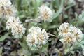 Pussytoes Seeds (100) Native Wildflower for Rock Gardens, Drought Tolerant, Antennaria parvifolia, White Flower Clusters