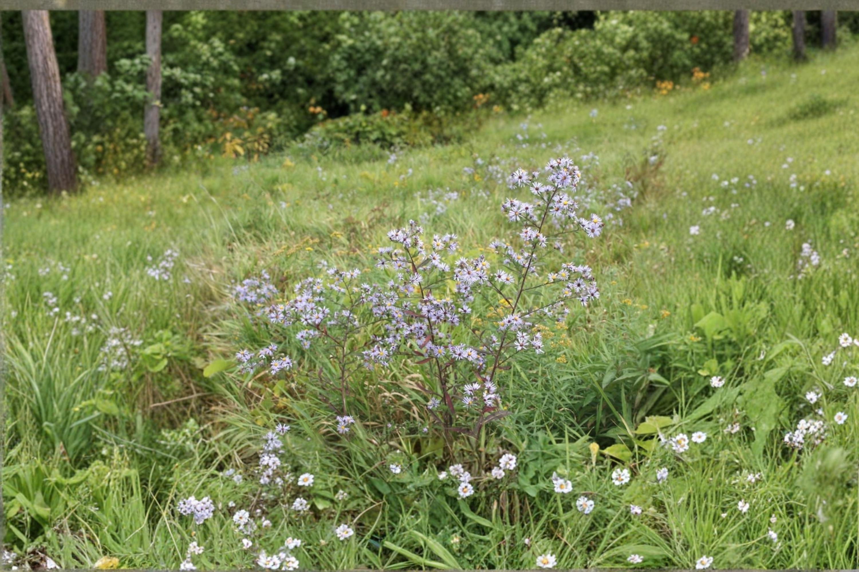 Swamp Aster Seeds 100 Pack | Native Perennial with Bright Purple Blooms | Symphyotrichum puniceum for Wetlands & Pollinator Gardens