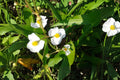 Common Arrowhead Seeds | Native Aquatic Perennial with White Blooms | Sagittaria latifolia for Ponds, Wetlands & Rain Gardens
