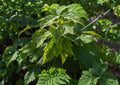 Green Barked Maple Tree Seeds – Striped Bark Ornamental, Vibrant Autumn Color, Non-GMO, Acer platanoides