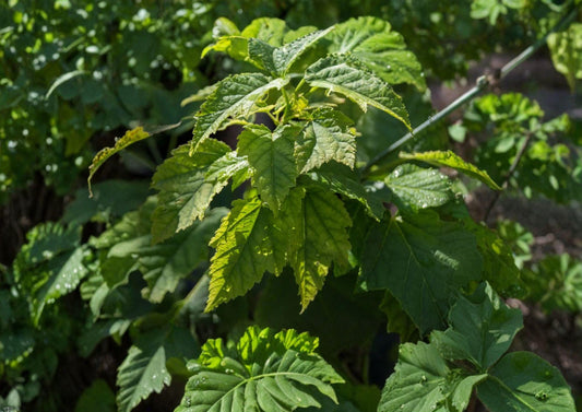 Green Barked Maple Tree Seeds – Striped Bark Ornamental, Vibrant Autumn Color, Non-GMO, Acer platanoides