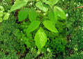 Boxelder Maple Tree Seeds – Fast Growing Hardy Shade Tree – Manitoba Maple Acer negundo – 10 Seeds
