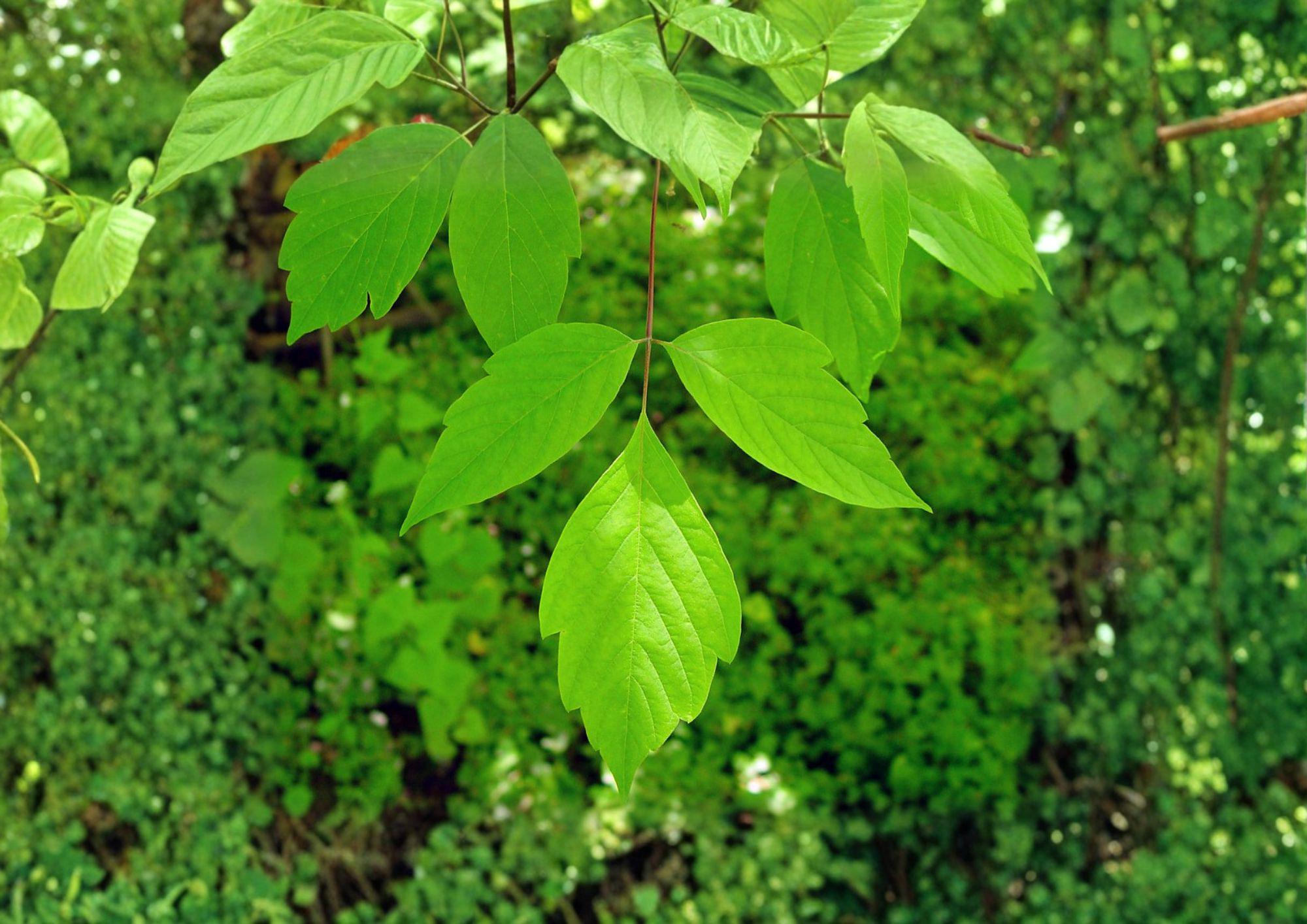 Boxelder Maple Tree Seeds – Fast Growing Hardy Shade Tree – Manitoba Maple Acer negundo – 10 Seeds