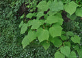 Manchurian Striped Maple Tree Seeds – Ornamental Snake Bark, Green Bark, Autumn Color, Easy to Grow, Acer ginnala