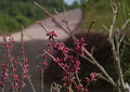 Chinese Redbud Tree Seeds – Pink Flowering Ornamental Tree with Heart-Shaped Leaves, Cercis chinensis