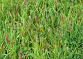 Sweet Vernal Grass Seeds – Fragrant Hardy Perennial for Meadows, Lawns, Hay – Fast Growing, Ornamental, Natural Scent