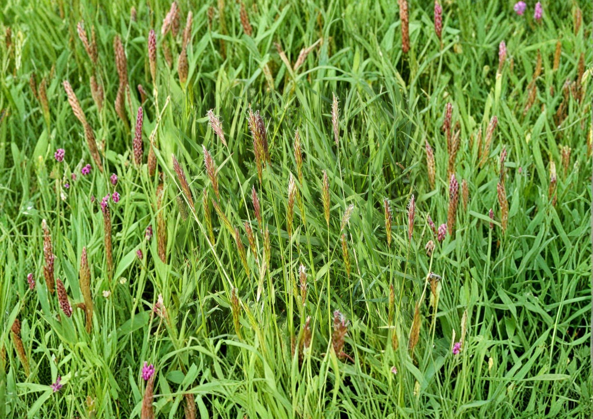 Sweet Vernal Grass Seeds – Fragrant Hardy Perennial for Meadows, Lawns, Hay – Fast Growing, Ornamental, Natural Scent