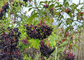 American Black Elderberry Tree Seeds – Hardy Fruit Bearing Shrub with White Flowers and Dark Berries – Sambucus nigra