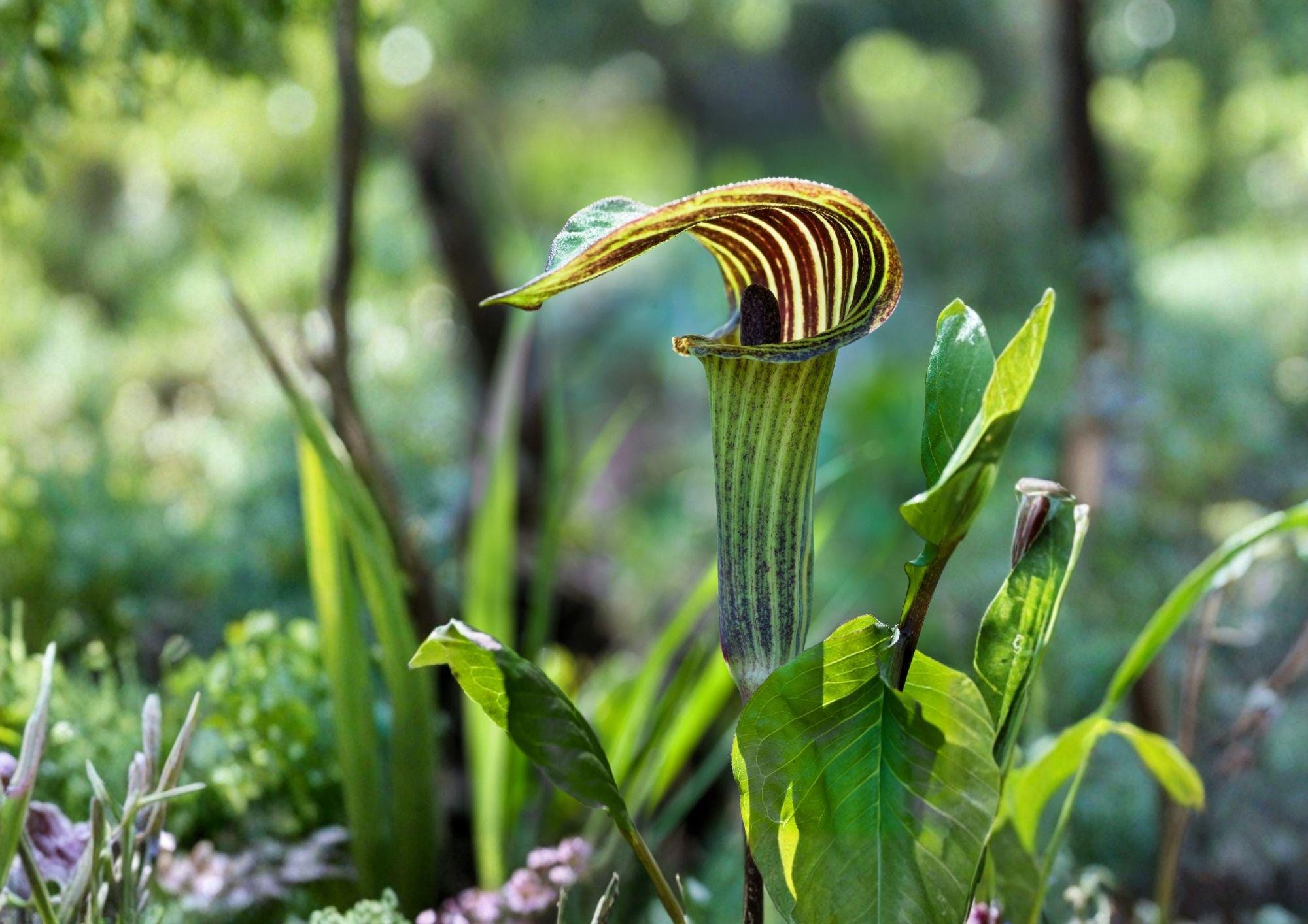 Arisaema Triphyllum Seeds – Rare Jack in the Pulpit Woodland Perennial Flower – Native Wildflower Seeds