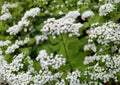 White Snakeroot Seeds – Hardy Shade Perennial Wildflower for Woodland Gardens – Ageratina altissima