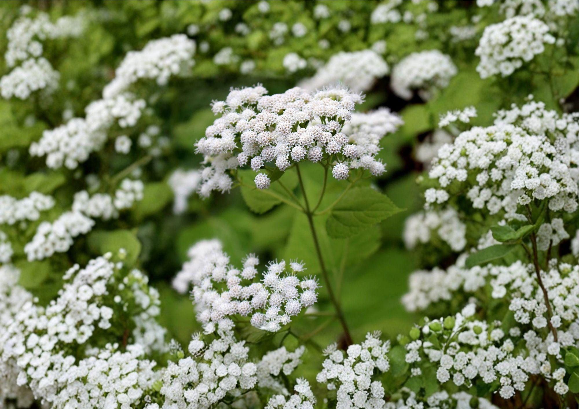 White Snakeroot Seeds – Hardy Shade Perennial Wildflower for Woodland Gardens – Ageratina altissima