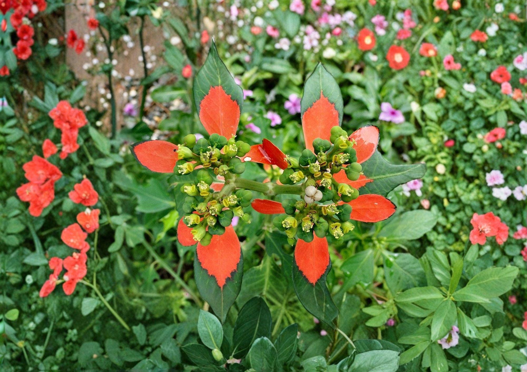 Euphorbia Cyathophora Seeds – Fire-on-the-Mountain Wildflower, Vibrant Red Foliage, Ornamental Plant, Fresh Stock