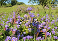 Bottle Gentian Seeds – Rare Deep Blue Flowers, Woodland Garden Perennial, Fast Shipping, Gentiana andrewsii