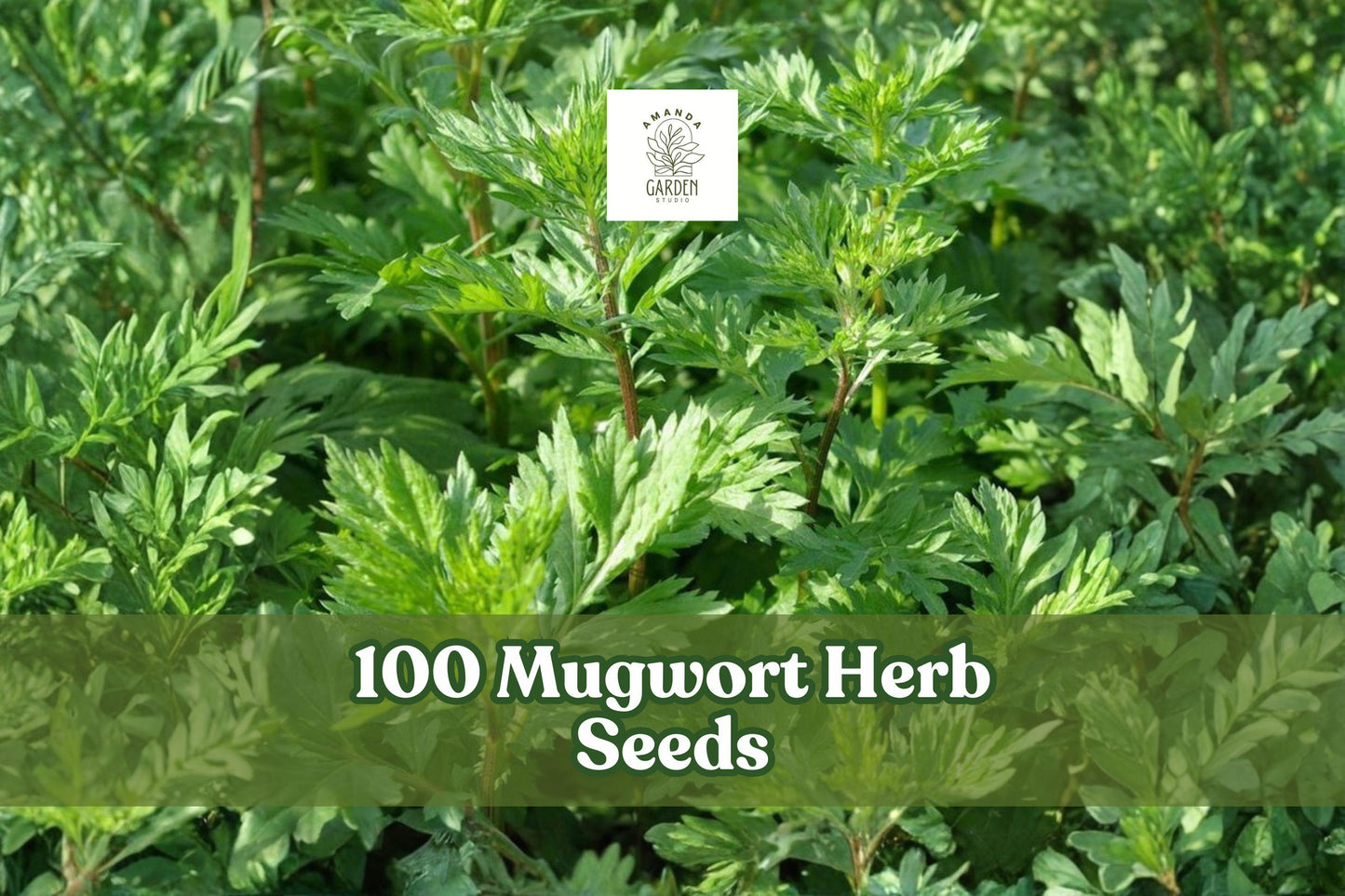 100 Mugwort Herb Seeds – Artemisia vulgaris, Perennial Aromatic Herb, Silvery-Green Foliage, Easy to Grow, Herb Garden, Natural Landscape