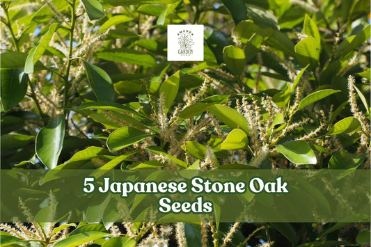 Japanese Stone Oak Seeds – Lithocarpus edulis – Evergreen Ornamental Tree for Garden, Landscape, Outdoor Planting