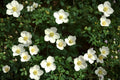 Canada Anemone Seeds – Native Perennial with White Blooms, Moist Soil, Pollinator Garden, Anemone canadensis, 25 Seeds
