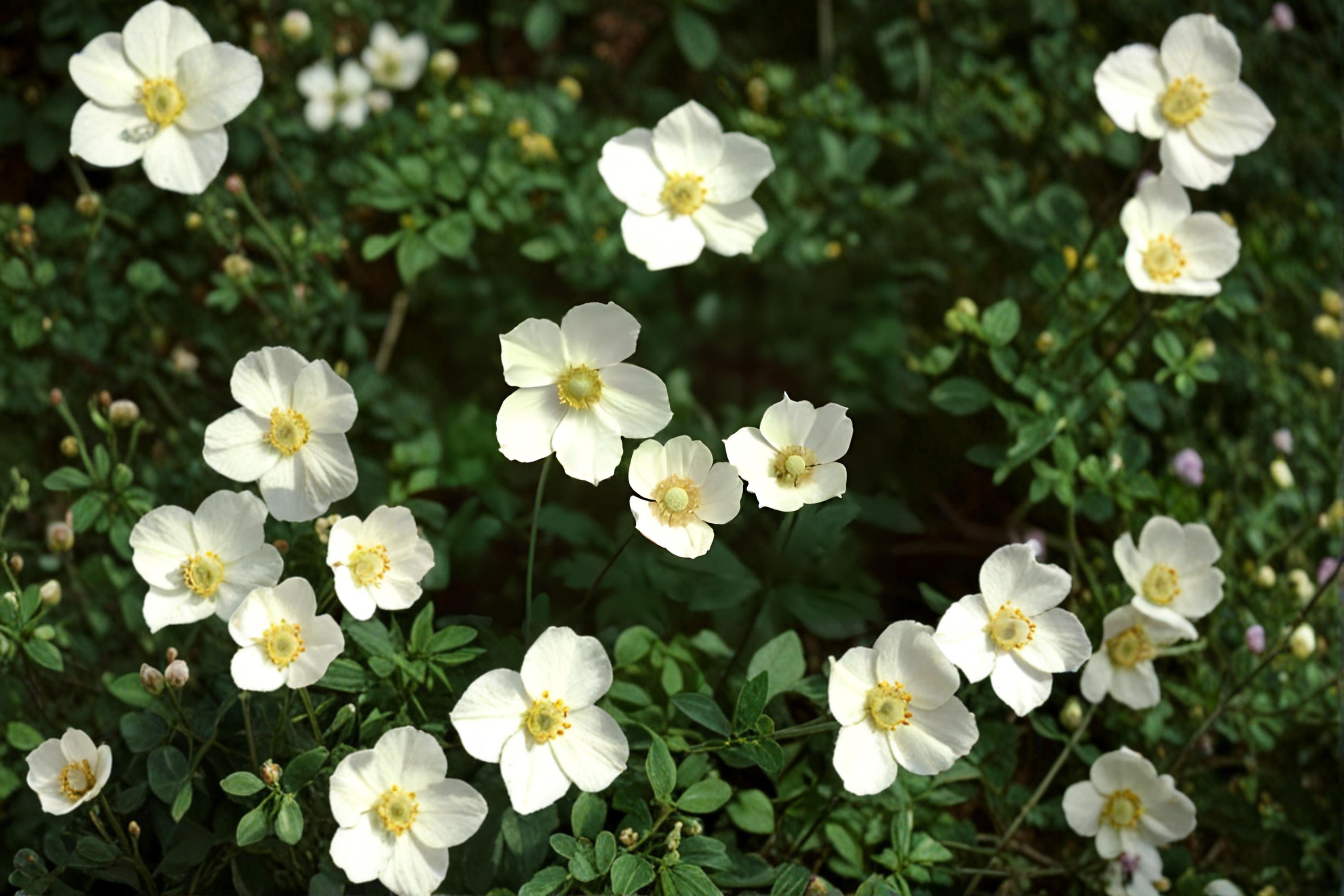 Canada Anemone Seeds – Native Perennial with White Blooms, Moist Soil, Pollinator Garden, Anemone canadensis, 25 Seeds