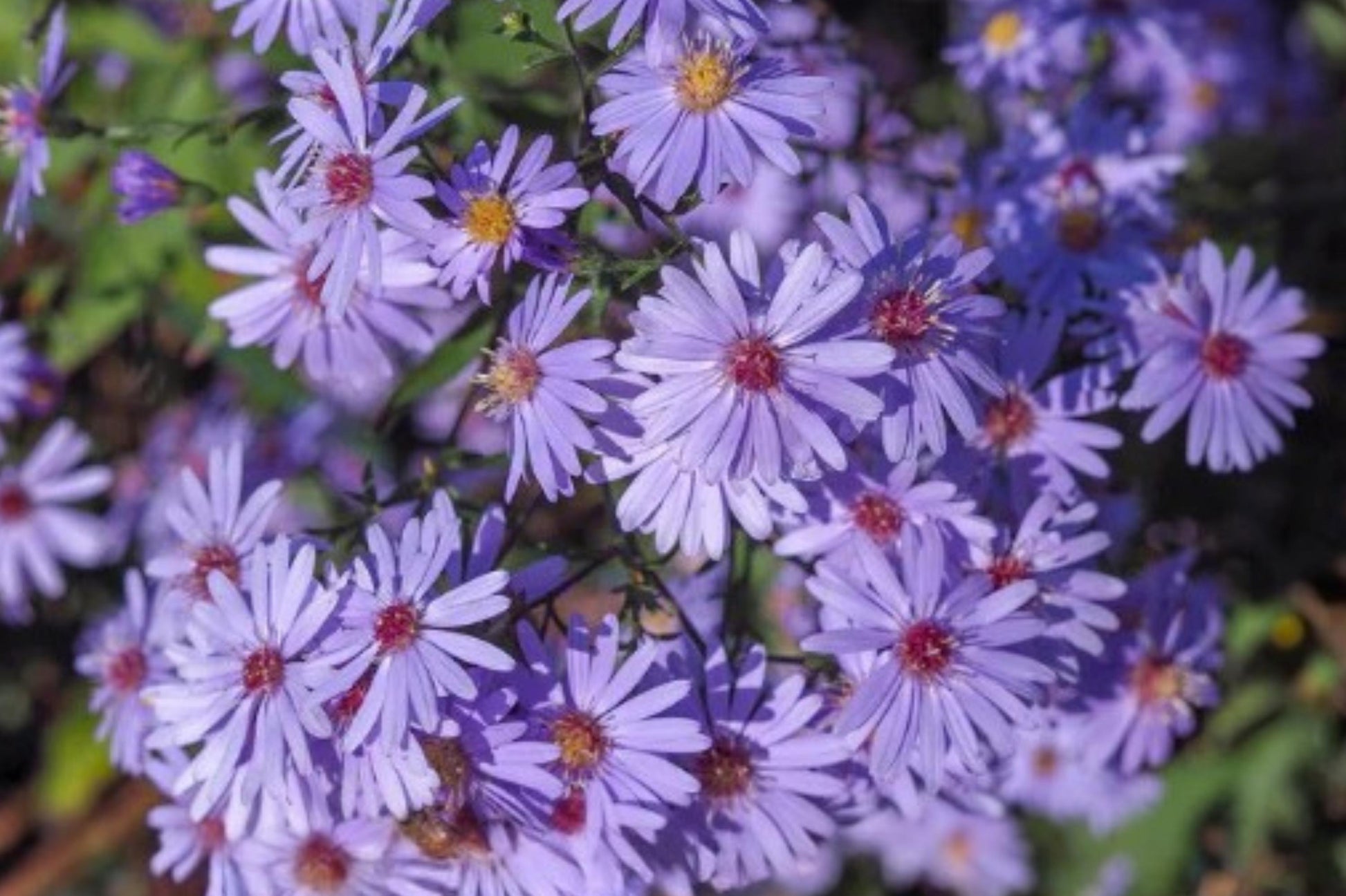 Heart-leaved Aster Seeds 500 Symphyotrichum cordifolium Native Perennial Lavender-Blue Blooms for Pollinator Gardens