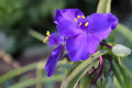 Prairie Spiderwort Seeds (150) - Native Tradescantia bracteata, Drought Tolerant, Purple-Blue Blooms, Easy to Grow for Gardens & Pollinators