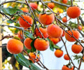 Persimmon Cuttings 3-Pack, Diospyros kaki, Japanese Persimmon Tree Grafting Wood, Deciduous Fruit Tree for Rooting and Grafting