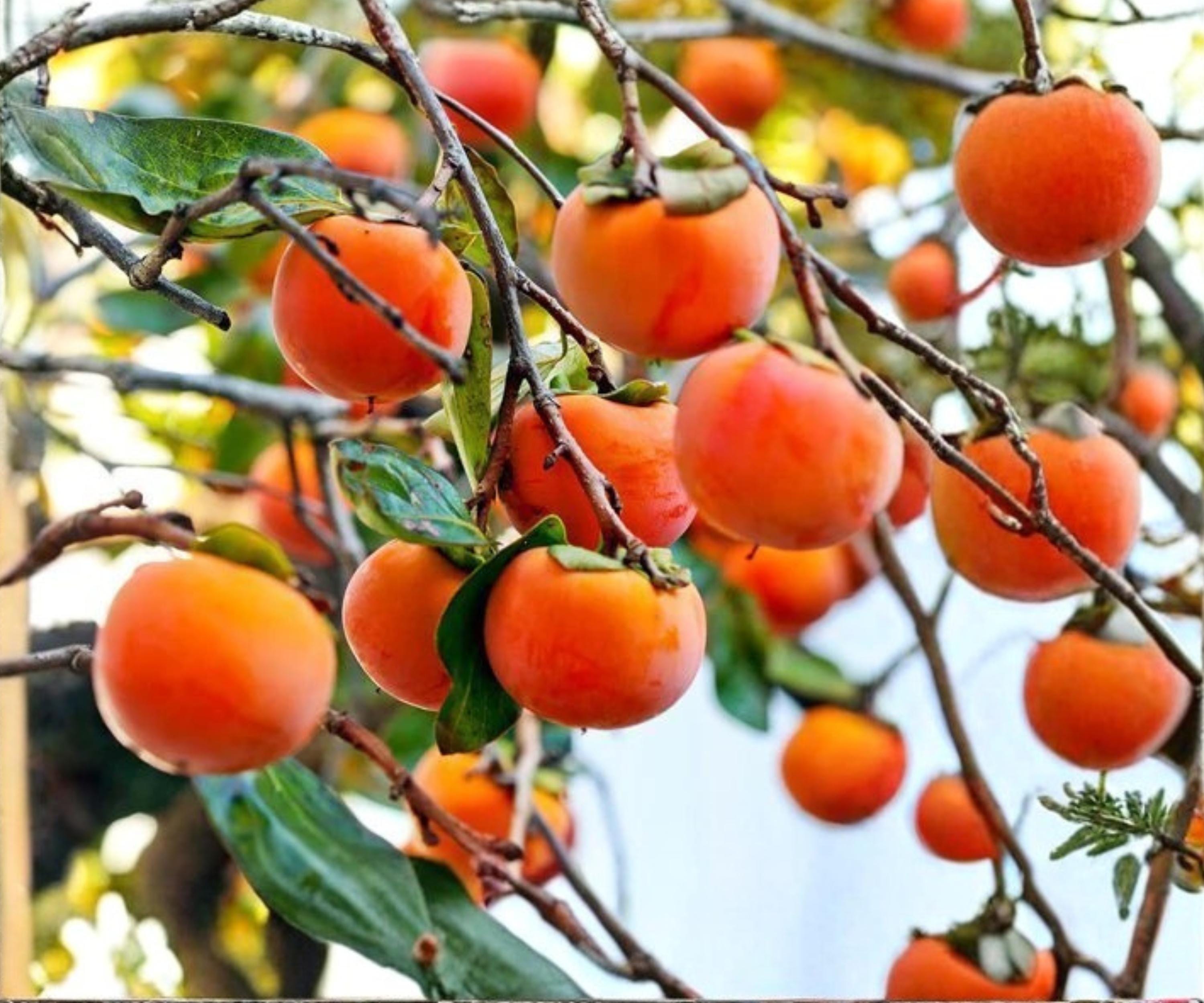 Persimmon Cuttings 3-Pack, Diospyros kaki, Japanese Persimmon Tree Grafting Wood, Deciduous Fruit Tree for Rooting and Grafting