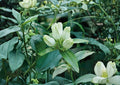 Gentiana Flavida Cream Gentian Seeds – Rare Pale Yellow Bottle Flowers, Non-GMO, 100 Seeds, Ornamental Flower Seeds