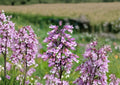 Penstemon Calycosus Seeds – Native Calico Beardtongue Wildflower for Pollinator Gardens – Fast Growing, Perennial Flower