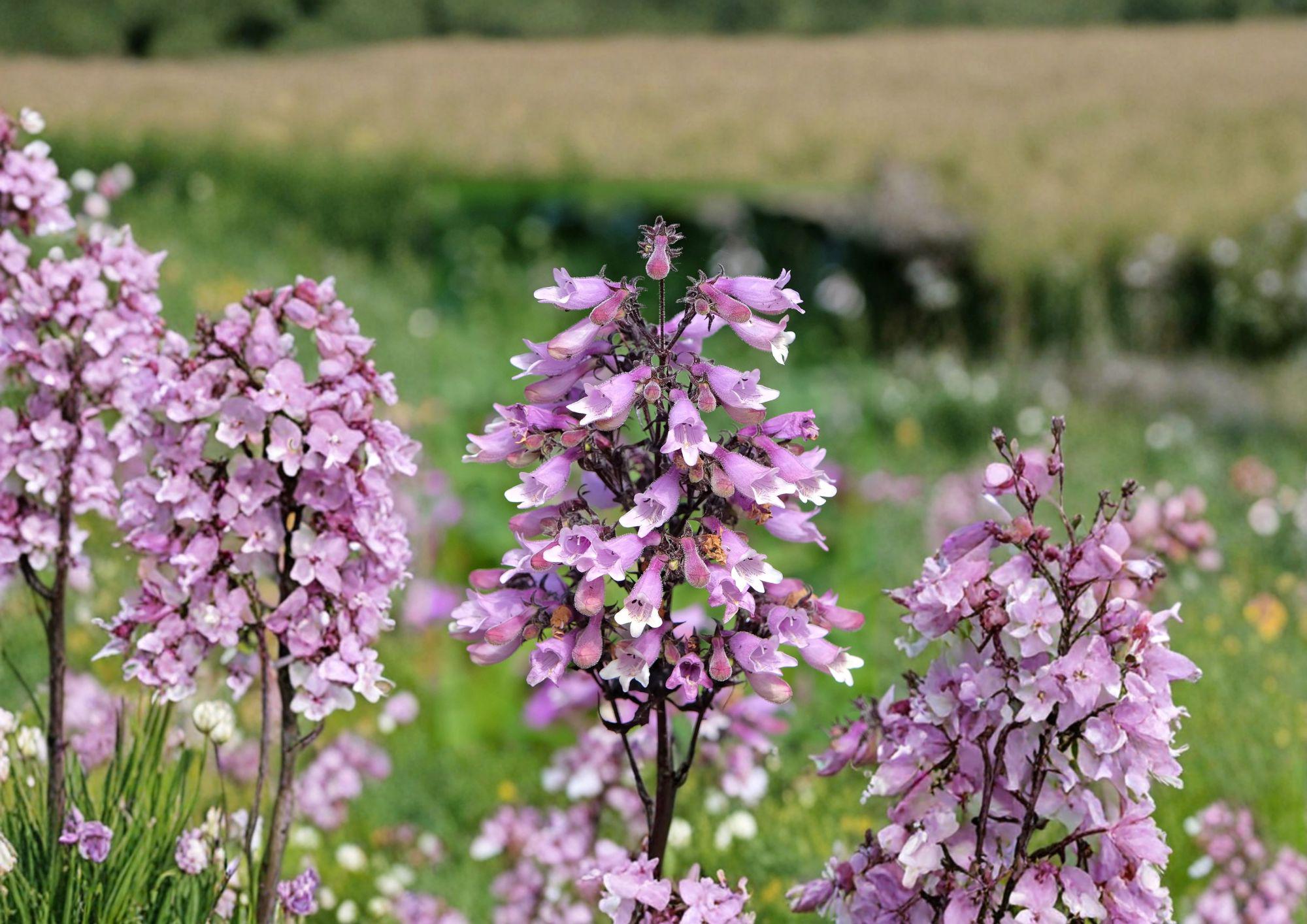 Penstemon Calycosus Seeds – Native Calico Beardtongue Wildflower for Pollinator Gardens – Fast Growing, Perennial Flower