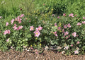 Rosa Carolina Pasture Rose Seeds – Hardy Native Pink Wild Rose, Fragrant Blooms, Red Hips, Fast Shipping