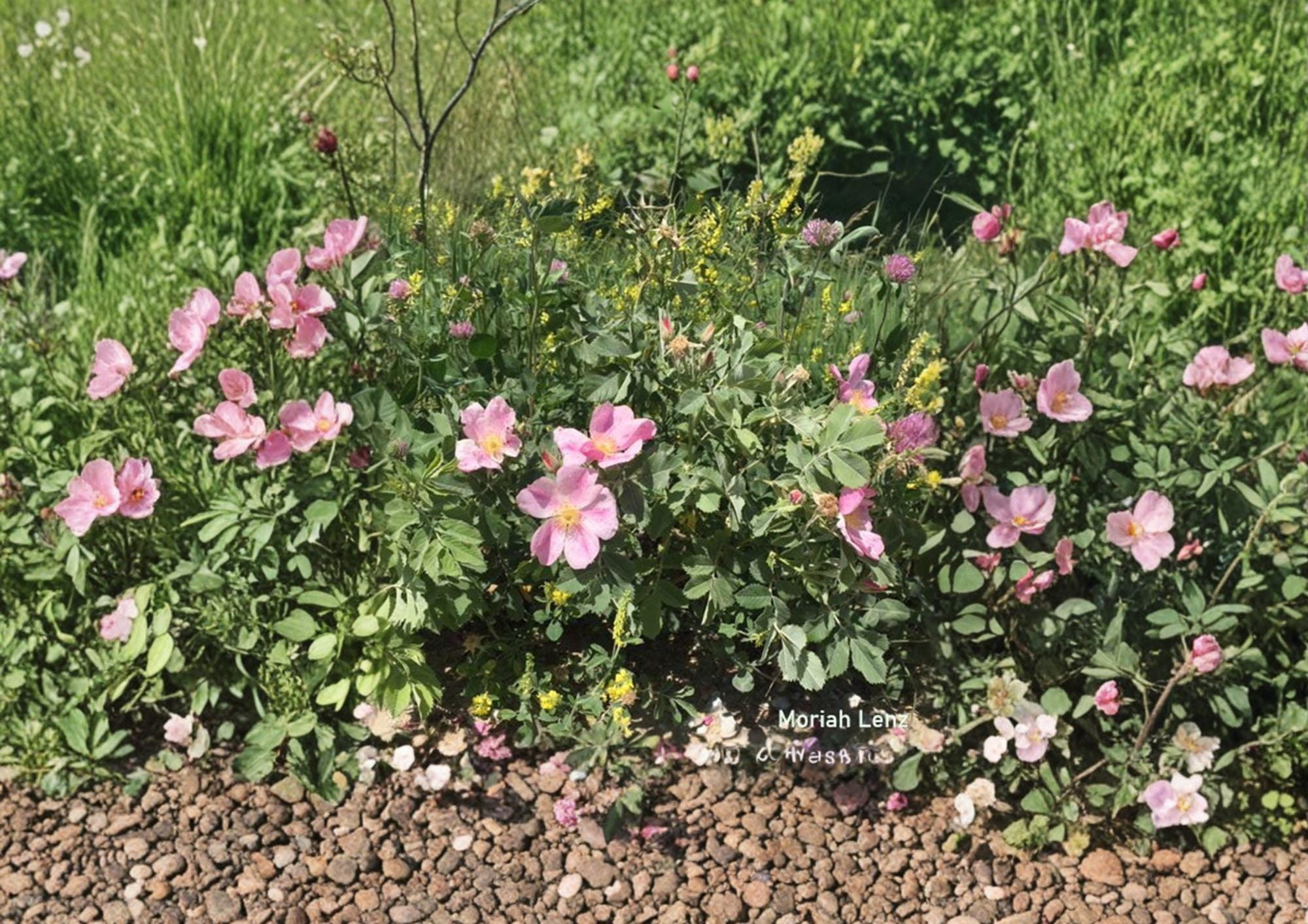 Rosa Carolina Pasture Rose Seeds – Hardy Native Pink Wild Rose, Fragrant Blooms, Red Hips, Fast Shipping