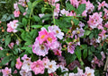 Rosa Setigera Illinois Rose Seeds – Native Climbing Wild Rose, Fragrant Pink Blooms, Fast Growing Plant, Wild Rose Seeds