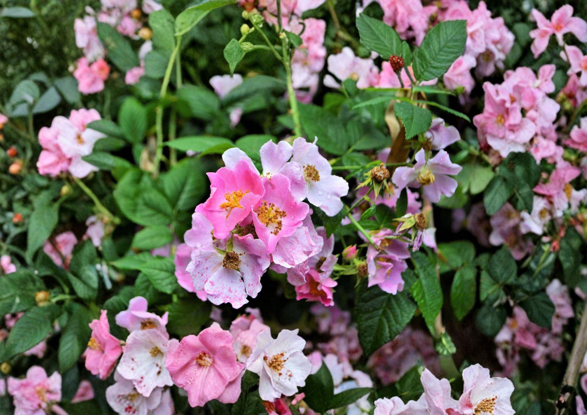 Rosa Setigera Illinois Rose Seeds – Native Climbing Wild Rose, Fragrant Pink Blooms, Fast Growing Plant, Wild Rose Seeds