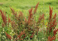 Water Dock Seeds – Hardy Native Wetland Perennial with Tall Seed Heads – Rumex hydrolapathum for Gardens