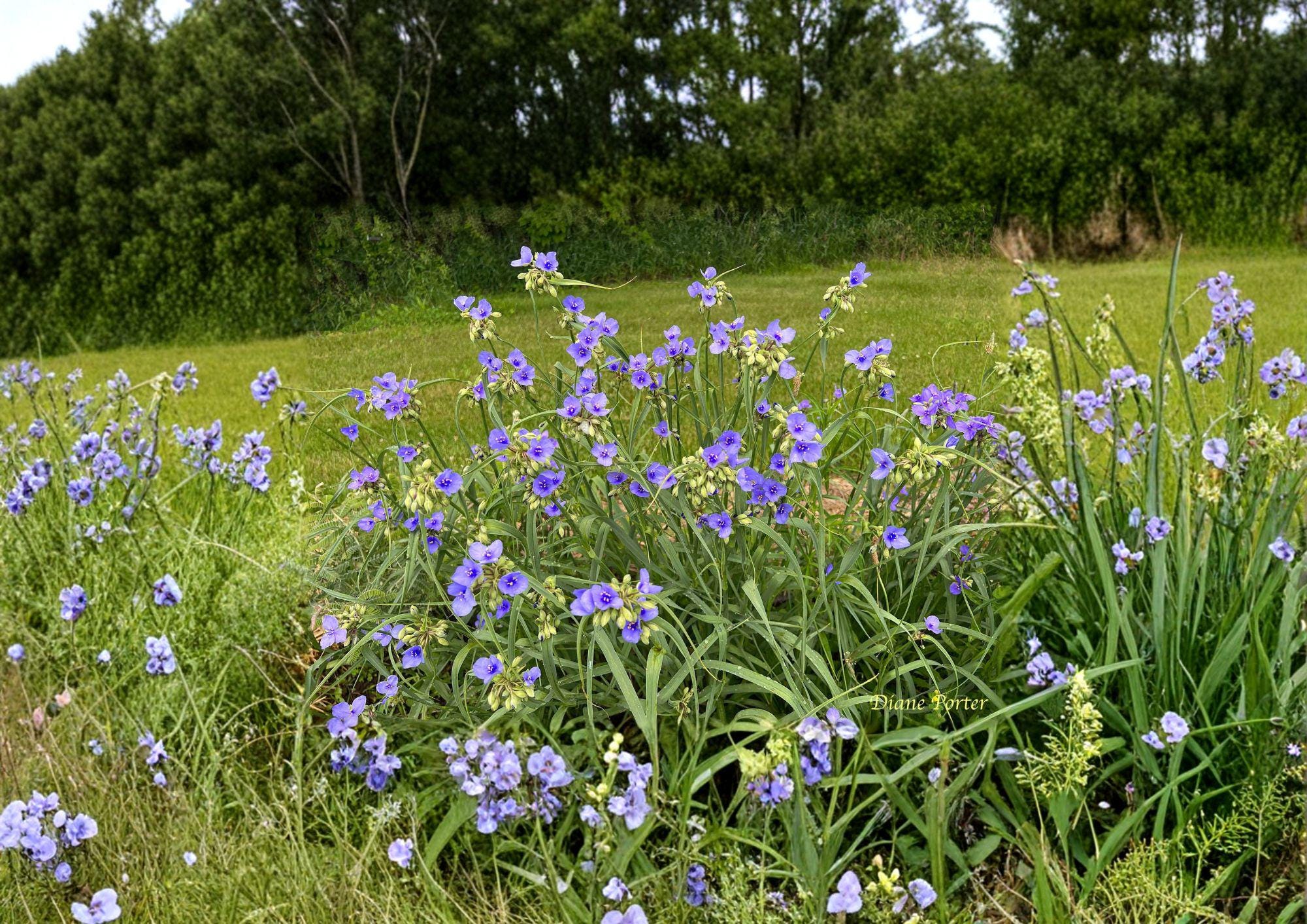 Ohio Spiderwort Seeds – Sky Blue Flowers, Native Perennial Pollinator Garden Plants, Fast Shipping