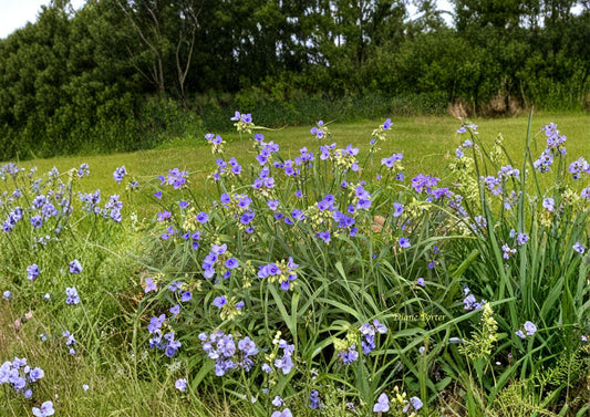 Ohio Spiderwort Seeds – Sky Blue Flowers, Native Perennial Pollinator Garden Plants, Fast Shipping