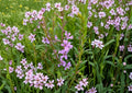 Winged Loosestrife Seeds – Native Pink Purple Wildflower for Rain Gardens and Pond Edges – Fast Growing Lythrum alatum