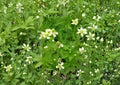 Anemone cylindrica Thimbleweed Seeds – Hardy Native Perennial with White Flowers, Decorative Heads, Easy to Grow